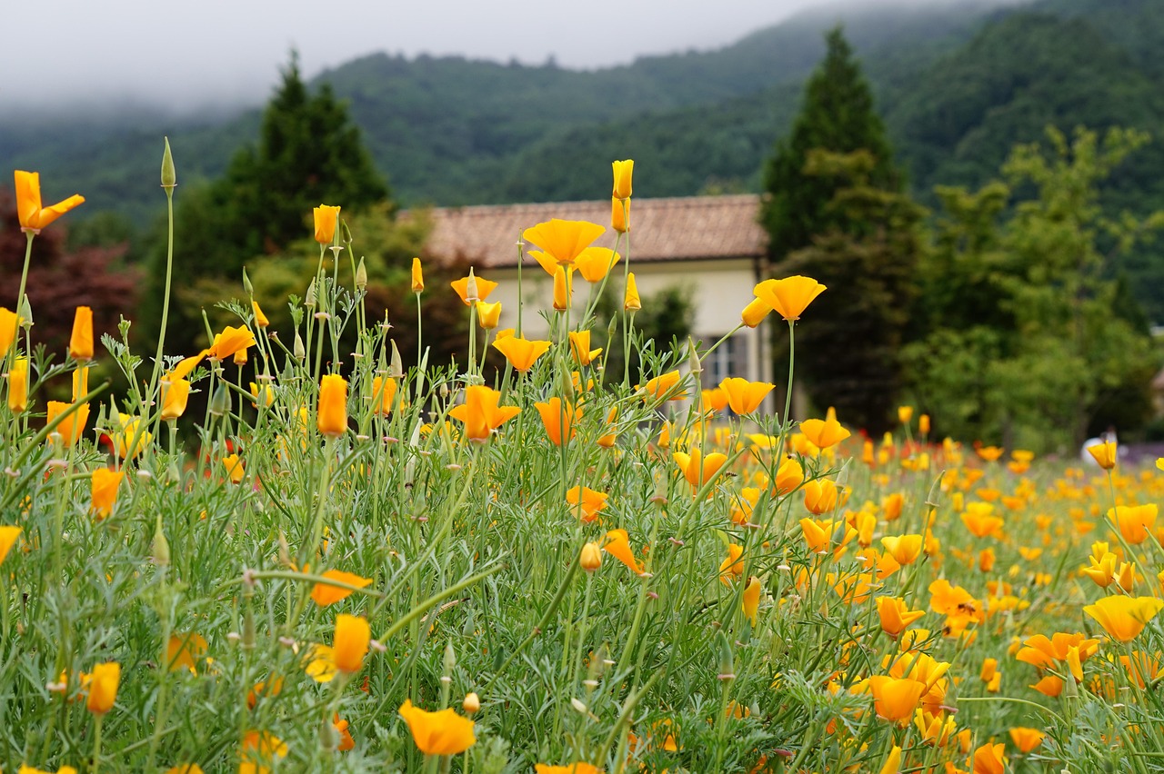 异次元大作战：购买头盔平台